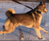Дополнительные фото: Чистокровные щенки западносибирской лайки, с чемпионской родословной.
