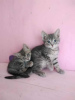 Дополнительные фото: Котята Алмазик и Топазик ищут дом!