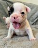 Дополнительные фото: Очаровательные щенки французского бульдога