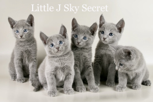 Фото №3. Сертифицированный питомник "Sky Secret" предлагает котят породы. Россия