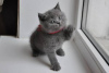 Фото №3. Cute British-shorthair kitten for frr adoption. Германия