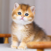 Фото №3. Котята британская золотая шиншилла с родословной WCF. Турция