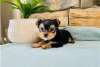 Фото №3. Teacup Yorkshire Terrier Puppy for free adoption.  Германия