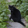 Дополнительные фото: Олли - необычная маркизная кошка ищет дом.