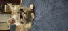 Фото №3. Персидский котенок ( серебристая шиншилла). Египет