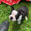 Фото №3. Adorable Boston Terrier Puppies for free adoption.  Германия