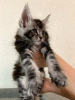 Дополнительные фото: Питомник мейн-кунов предлагает породистого котенка.