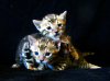 Дополнительные фото: Бенгальские котята Питомник бенгальских, абиссинских кошек sunnybunny.by
