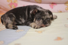 Фото №3. French bulldog girls 1,5 months.  Украина