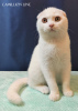 Фото №3. шотландский вислоухий котенок-мальчик полностью белый. Россия