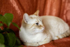 Дополнительные фото: Нежный и красивый котик Беня в дар