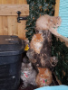 Фото №3. Maincoons kittens. США