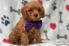 Фото №3. Beautiful Cavapoo Puppies For free adoption.  Германия