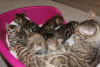Фото №3. Здоровые котята бенгальской кошки доступны для усыновления в Германии. Германия