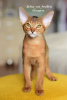 Дополнительные фото: Абиссинские котята из питомника с документами