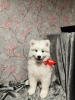 Фото №4. Продажа самоедскую собаку в Москва  - цена договорная