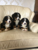 Фото №3. Cute Bernese Mountain puppies for free adoption.  Германия