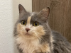 Дополнительные фото: Трёхцветная кошка Луна в поисках семьи!