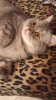 Дополнительные фото: Шотладский кот Марчелло очень срочно ищет дом