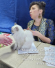 Дополнительные фото: невская маскарадная девочка-Чемпион породы котят!