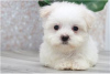 Фото №3. Cute Maltese puppies available for free adoptoin.  Германия