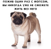Фото №2 к объявлению №6123 о продаже мопса - купить в России частное объявление