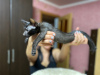 Фото №2 к объявлению №8467 о продаже ориентальная кошка - купить в России 