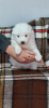 Фото №2 к объявлению №37414 о продаже самоедскую собаку - купить в Сербии 
