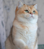 Фото №3. Предлагаем вам котят элитной породы британская золотая шиншилла NY11.. Финляндия