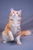 Фото №3. Восхитительный кот Рыжик в добрые руки. Россия