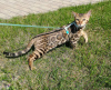 Фото №3. Бенгальские котята. Россия