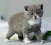 Дополнительные фото: Британские короткошерстные котята