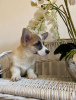 Дополнительные фото: Welpen von Corgi