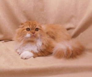 Фото №3. Красный солнечный котик хайленд фолд. Украина