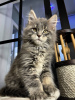 Фото №3. Очаровательные котята мейн-куна уже в продаже. Австрия