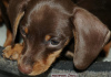 Дополнительные фото: ТАКСА миниатюрная- подрощенный щенок