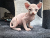 Фото №3. котенок сфинкса из усыновления. Германия