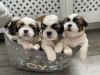 Фото №3. Adorable Shih Tzu Puppies for free adoption.  Германия