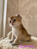 Фото №2 к объявлению №59249 о продаже шиншилла кошка - купить в России частное объявление