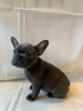 Фото №3. Adorable French bulldog Puppies for free adoption.  Германия