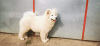Фото №2 к объявлению №19397 о продаже самоедскую собаку - купить в России из питомника