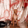 Фото №2 к объявлению №94368 о продаже фараонову собаку - купить в Польше заводчик