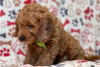 Фото №3. Beautiful Cavapoo Puppies For free adoption.  Германия