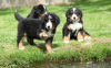 Фото №3. Cute Bernese Mountain puppies for free adoption.  Германия