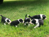 Фото №3. Adorable Border Collie puppies for free adoption.  Германия