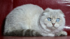 Дополнительные фото: Подрощенные шотландские котята