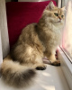 Дополнительные фото: Длинношёрстный британский котик