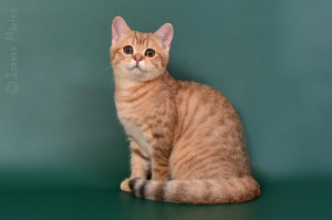 Фото №3. Продается кошечка котенок в ярком золотом окрасе. Россия