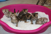 Дополнительные фото: 3 котенка бенгальской кошки на усыновление в Германии