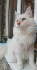 Дополнительные фото: Невский Маскарадный котик с родословной